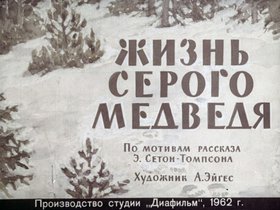 Жизнь серого медведя
