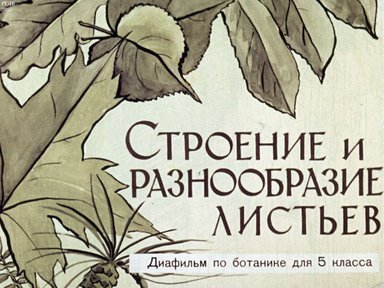 Диафильм «Строение и разнообразие листьев»