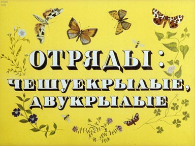 Диафильм «Отряды: чешуекрылые, двукрылые»