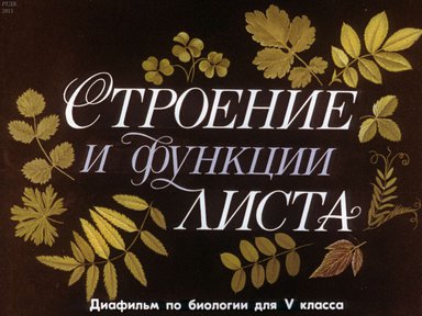 Диафильм «Строение и функции листа: диафильм по биологии для 5 кл.»