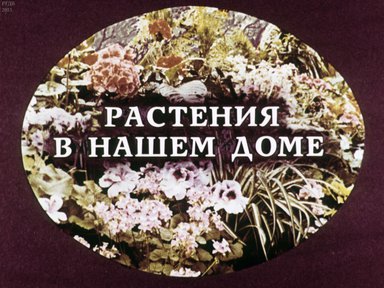 Растения в нашем доме