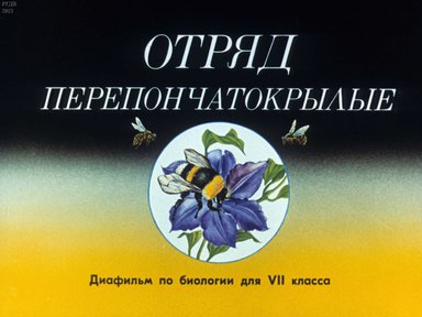Диафильм «Отряд перепончатокрылые»