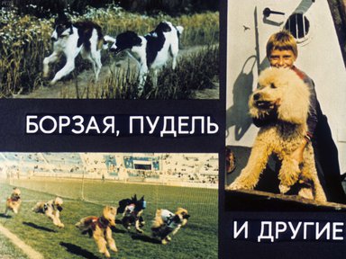 Диафильм «Борзая, пудель и другие»
