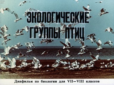 Диафильм «Экологические группы птиц»