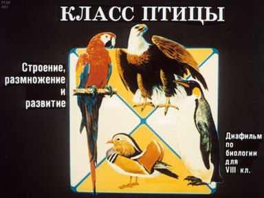 Диафильм «Класс птицы»