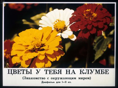 Диафильм «Цветы у тебя на клумбе»