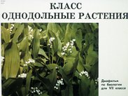Класс однодольные растения