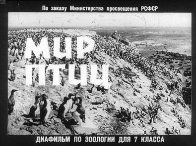 Диафильм «Мир птиц»