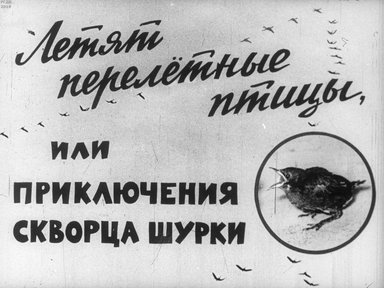 Диафильм «Летят перелетные птицы, или Приключения скворца Шурки»