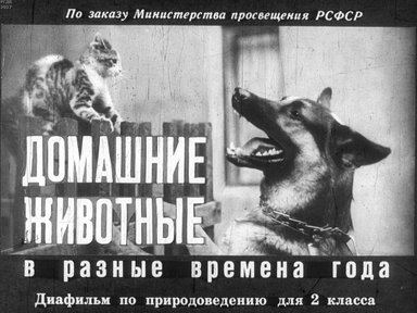 Диафильм «Домашние животные в разные времена года»