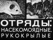 Отряды: насекомоядные, рукокрылые