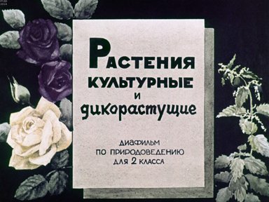 Диафильм «Растения культурные и дикорастущие»