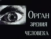 Диафильм «Орган зрения человека»