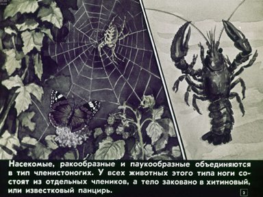 Диафильм «Класс насекомых»