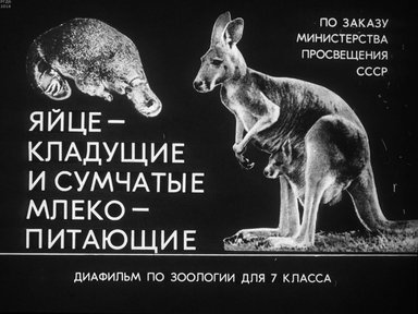 Диафильм «Яйцекладущие и сумчатые млекопитающие»