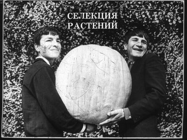 Диафильм «Селекция растений»