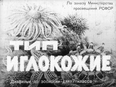 Диафильм «Тип иглокожие»