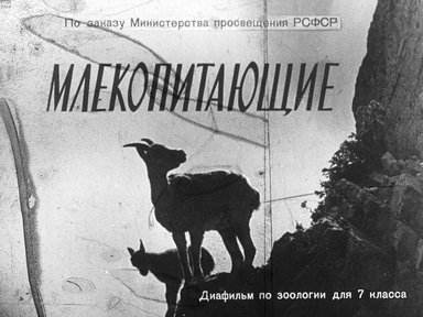 Диафильм «Млекопитающие»