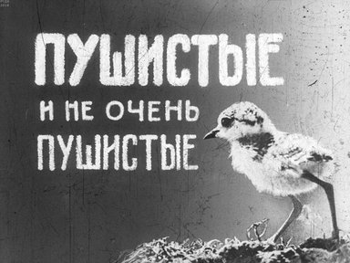 Диафильм «Пушистые и не очень пушистые»
