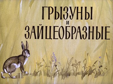 Диафильм «Грызуны и зайцеобразные»