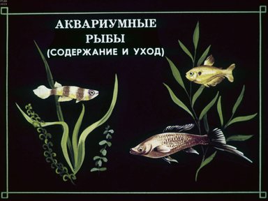 Аквариумные рыбы (содержание и уход)