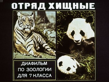 Диафильм «Отряд хищные»