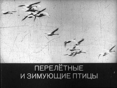 Диафильм «Перелетные и зимующие птицы»