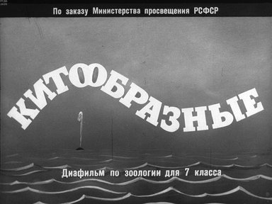 Диафильм «Китообразные»