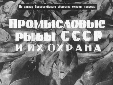 Диафильм «Промысловые рыбы СССР и их охрана»