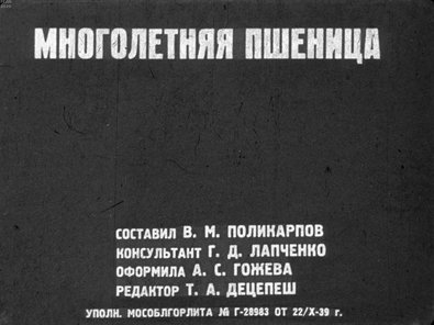 Диафильм «Многолетняя пшеница»