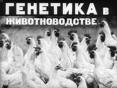 Диафильм «Генетика в животноводстве»
