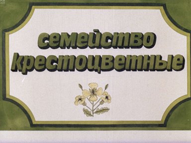 Диафильм «Семейство крестоцветные»