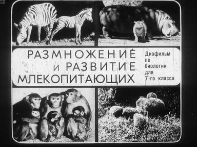 Диафильм «Размножение и развитие млекопитающих»