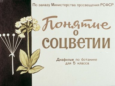Диафильм «Понятие о соцветии»