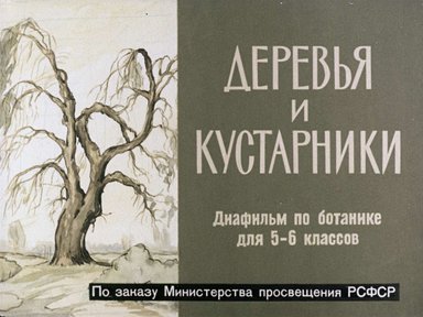 Диафильм «Деревья и кустарники»