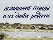 Домашние птицы и их дикие родичи