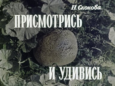 Обложка диафильма «Присмотрись и удивись»