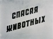 Спасая животных