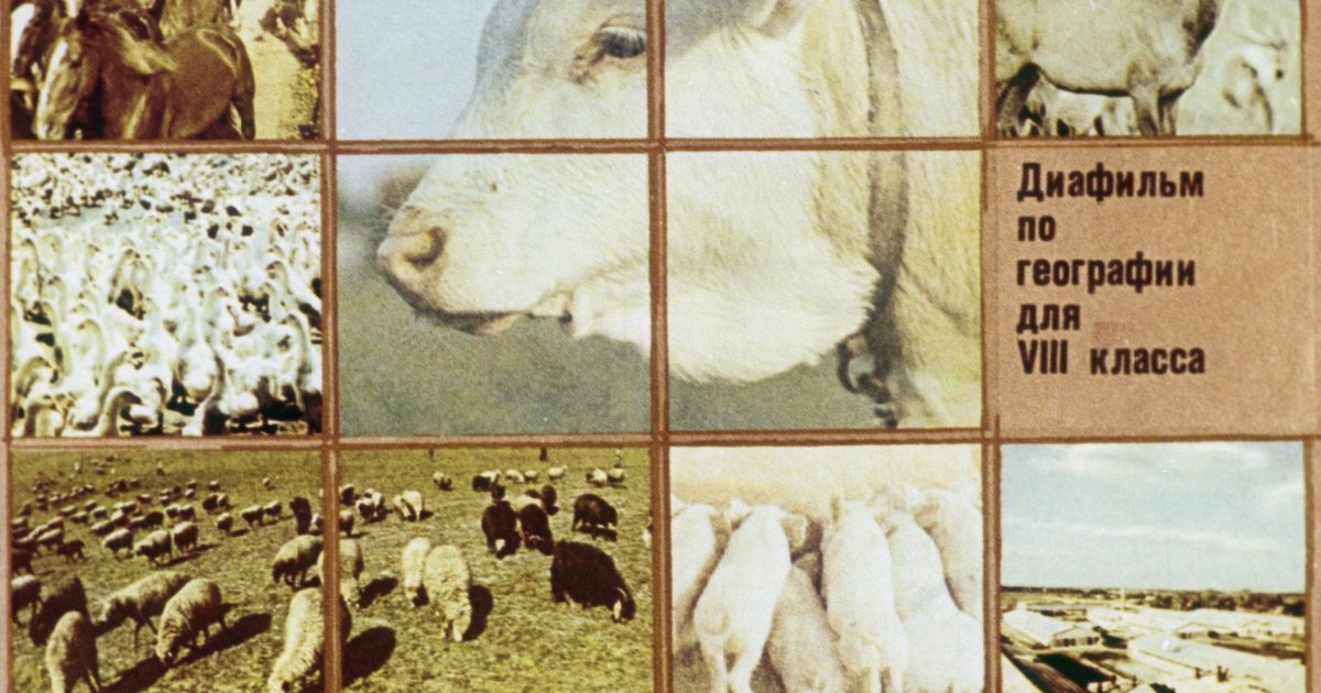 Диафильм Животноводство СССР - Диафильм онлайн