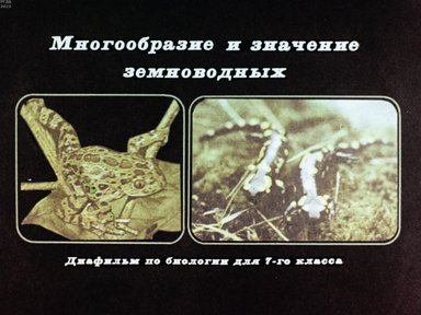 Обложка диафильма «Многообразие и значение земноводных»