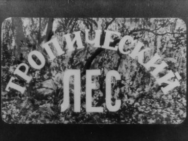 Обложка диафильма «Тропический лес»