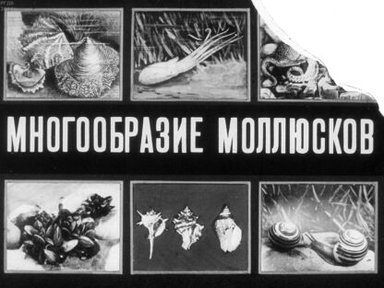 Обложка диафильма «Многообразие моллюсков»