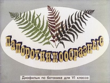 Обложка диафильма «Папоротникообразные»