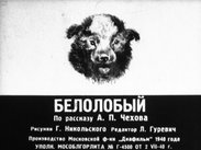 Белолобый