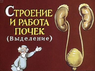 Обложка диафильма «Строение и работа почек. (Выделение)»