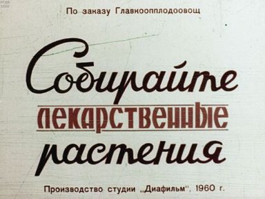 Обложка диафильма «Собирайте лекарственные растения»