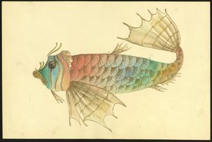 Рыба (эскиз)